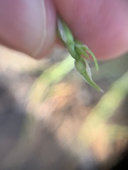 Corispermum declinatum