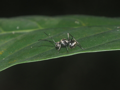 Polyrhachis