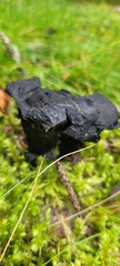 Craterellus cornucopioides