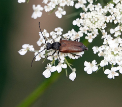 Stictoleptura canadensis