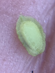 Corispermum declinatum