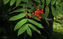 Sorbus sibirica
