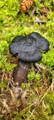 Craterellus cornucopioides