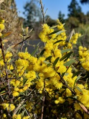Acacia lanigera