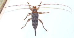 Acanthocinus obsoletus