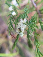 Taxodiomyia