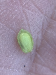 Corispermum declinatum