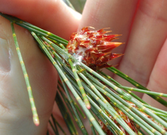 Cylindrococcus spiniferus