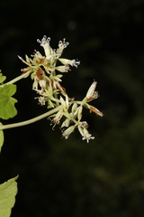 Mikania cordifolia