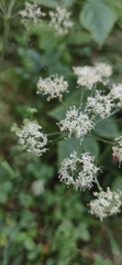 Apiaceae