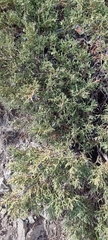 Juniperus pseudosabina