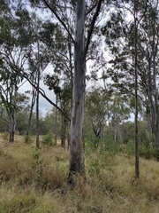 Eucalyptus tereticornis