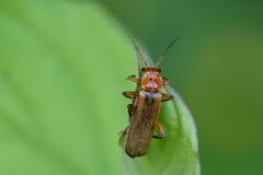 Metacantharis discoidea