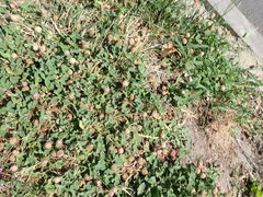 Trifolium fragiferum