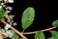 Spyridium parvifolium