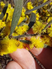 Acacia lanigera