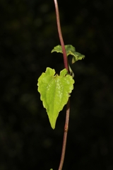 Mikania cordifolia