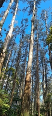 Eucalyptus regnans