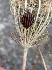 Graphosoma italicum