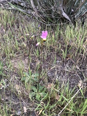 Primula clevelandii