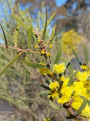 Acacia lanigera