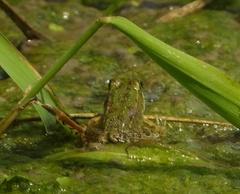 Pelophylax ridibundus