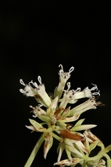 Mikania cordifolia