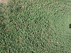 Trifolium fragiferum