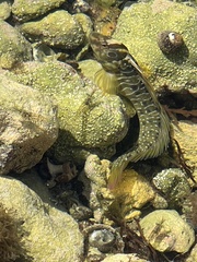 Salaria pavo