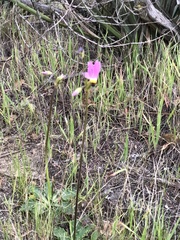 Primula clevelandii