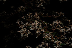 Spyridium parvifolium