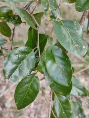 Petalostigma pubescens