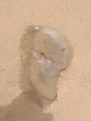Catostylus tagi