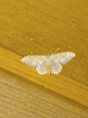Idaea aversata