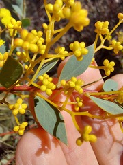 Acacia buxifolia