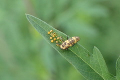 Ophraella communa