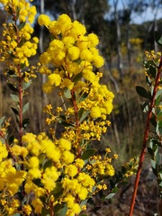 Acacia buxifolia