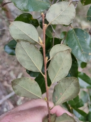Petalostigma pubescens