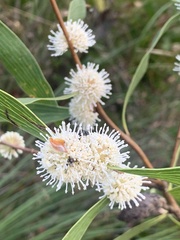 Hakea benthamii