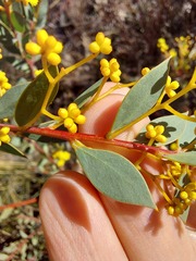 Acacia buxifolia