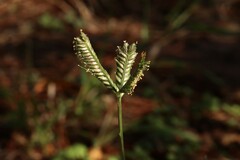 Eleusine tristachya