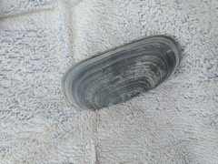 Solecurtus strigilatus