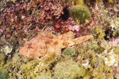 Scorpaena scrofa