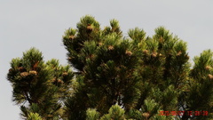 Pinus sibirica