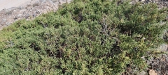 Juniperus pseudosabina