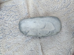 Solecurtus strigilatus