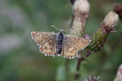 Pyrgus carlinae