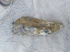 Ostreidae