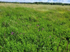 Gladiolus imbricatus