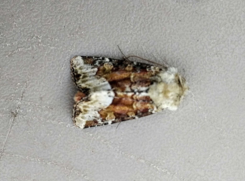 Neumogen's Quaker